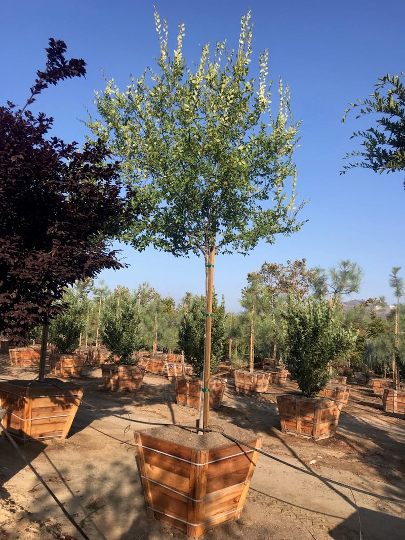 Photo for Ulmus parviflora 'Drake' (Standard) (Drake's Chinese Elm)