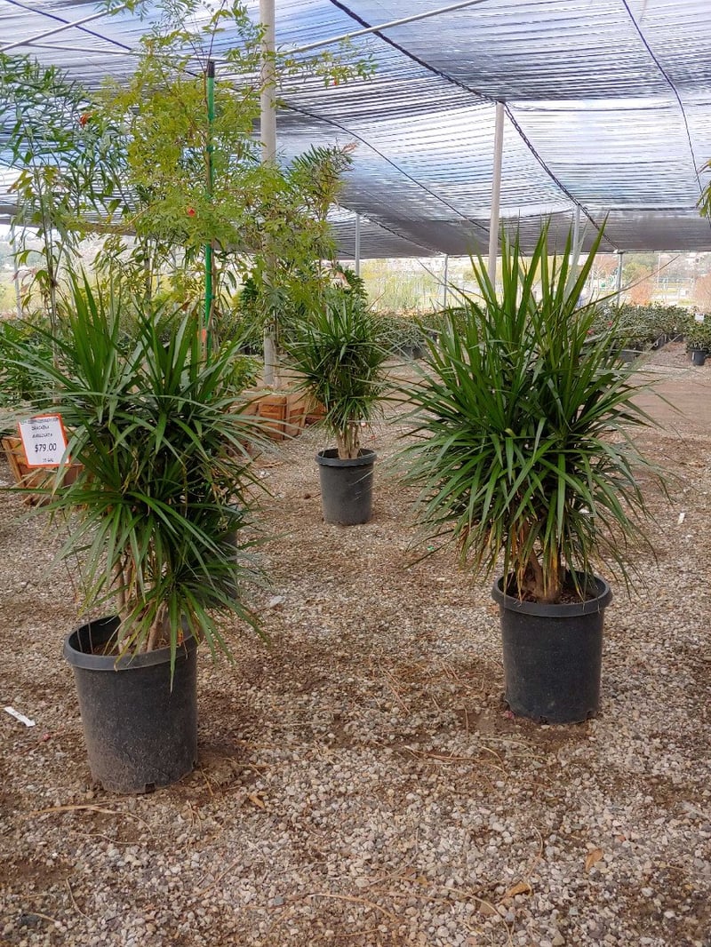Photo for Dracaena marginata (Madagascar Dragon Tree)