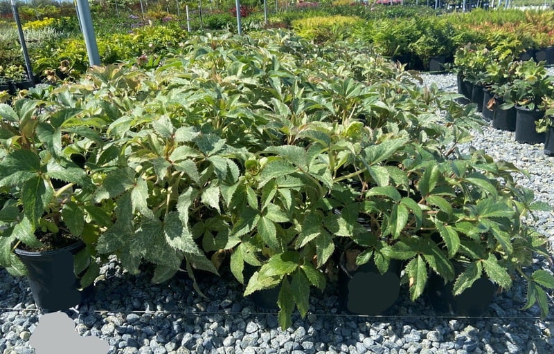 Photo for Helleborus orientalis (Hellebor)