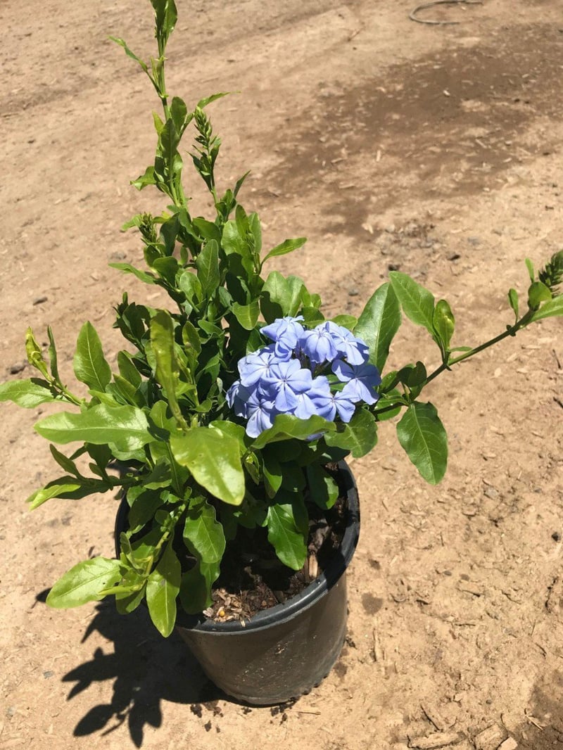 Photo for Plumbago auriculata (Cape Plumbago)