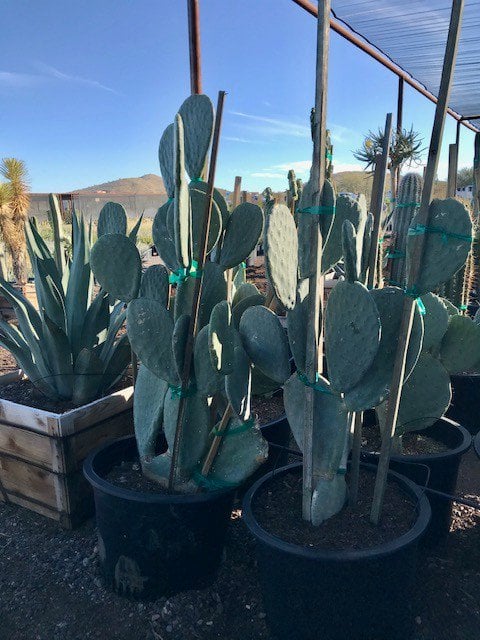Photo for Opuntia ficus-indica (Mission Cactus)