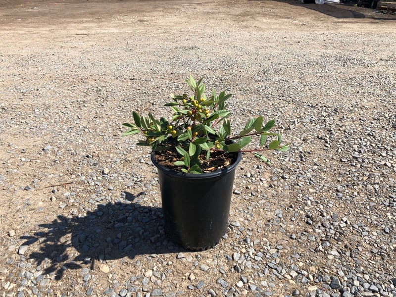 Photo for Rhamnus californica (Coffeeberry)