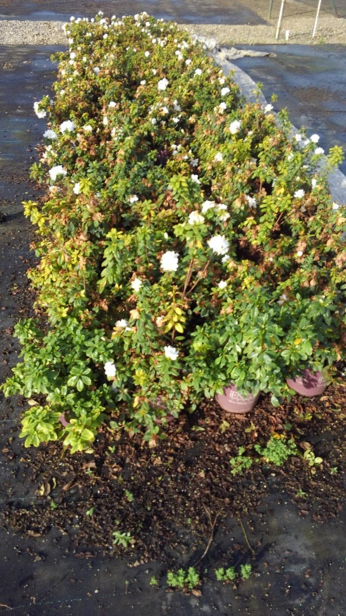 Photo for Azalea 'Autumn Ivory' (Rhododendron Encore Autumn Ivory )