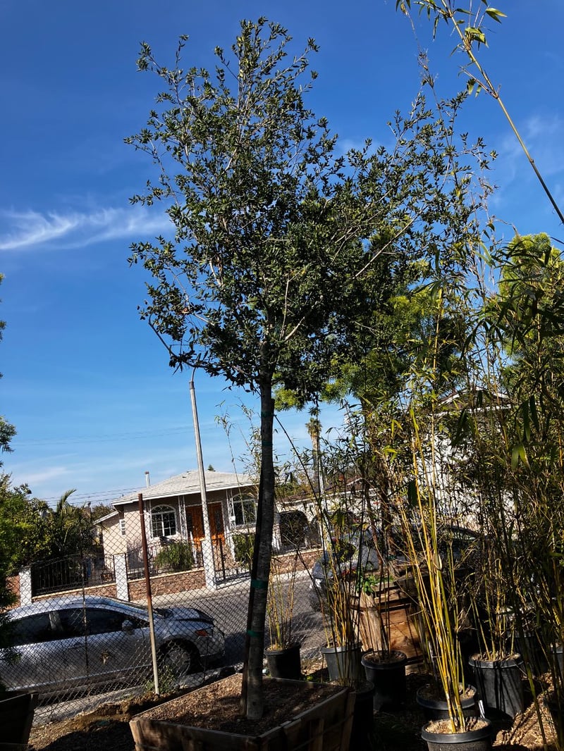 Photo for Quercus agrifolia (California Live Oak)