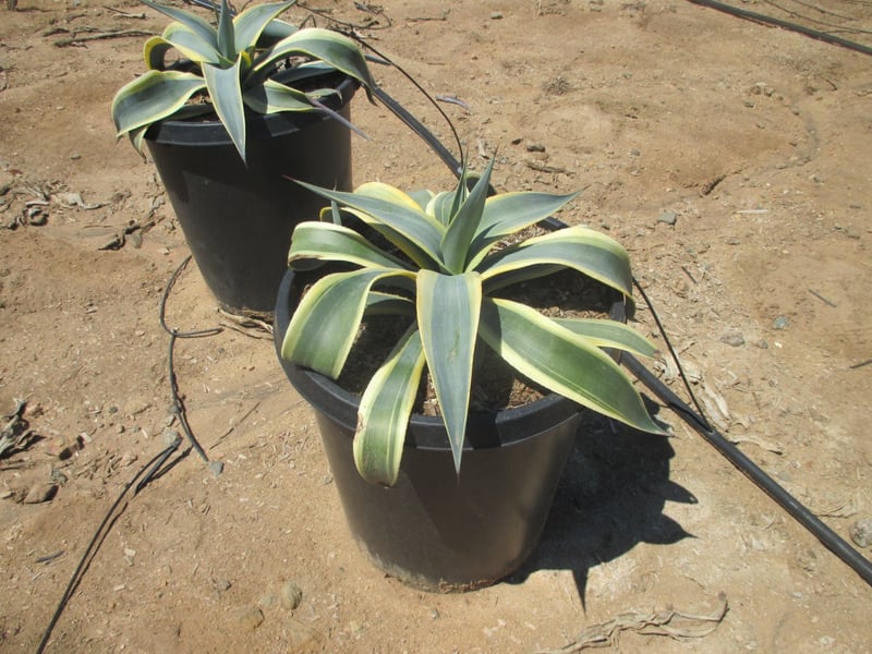 Photo for Agave weberi 'Arizona Star' (Variegated Weber Agave)