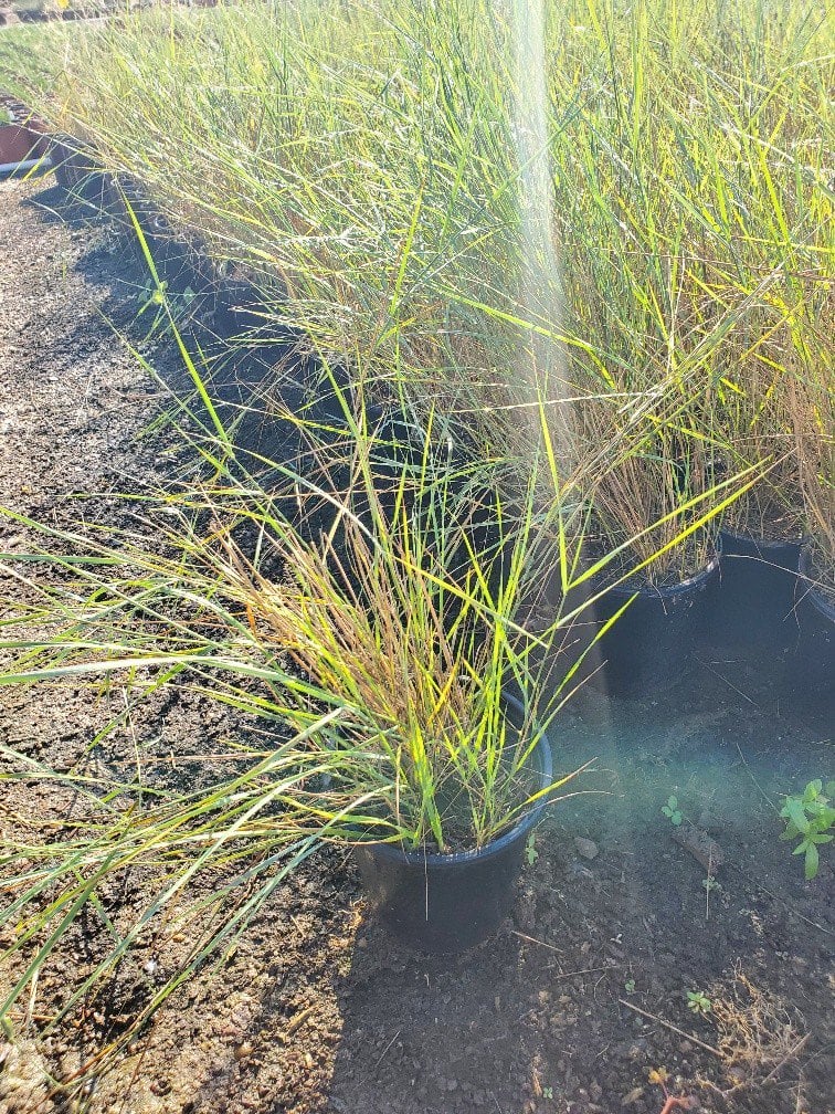 Photo for Leymus triticoides (Alkali Rye)