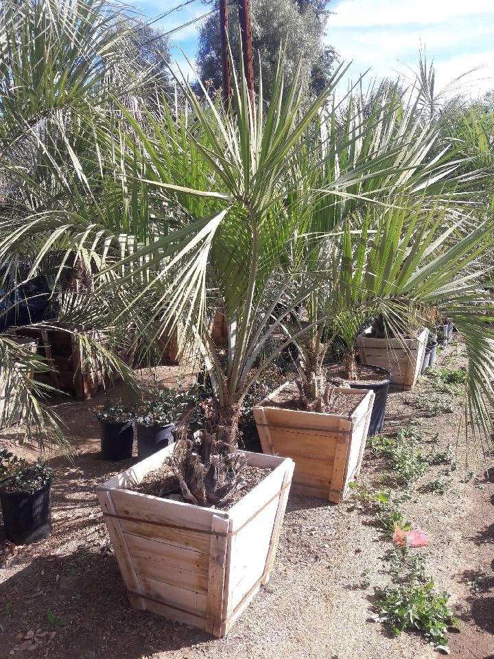 Photo for Butia capitata (Jelly Palm)