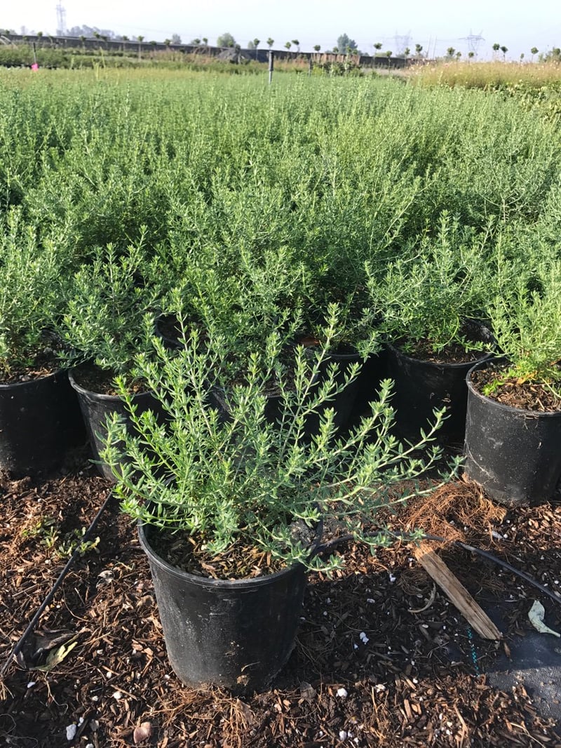 Photo for Westringia fruticosa (Coast Rosemary)