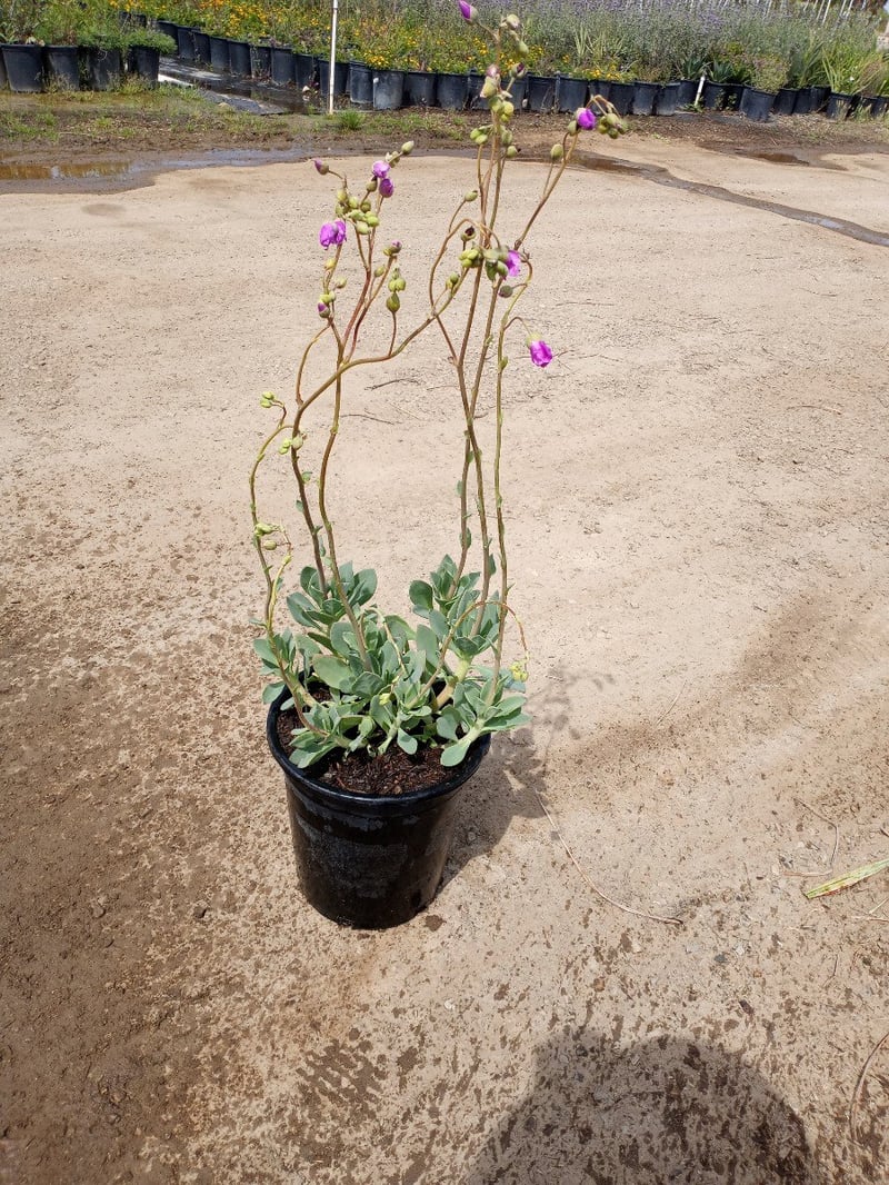 Photo for Calandrinia grandiflora (Rock Purslane)