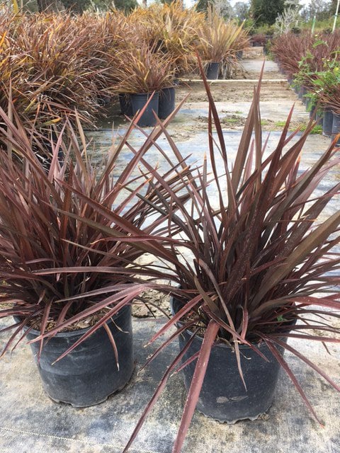 Photo for Phormium 'Black Adder' (Black New Zealand Flax)