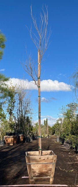 Photo for Chilopsis linearis 'Bubba' (Bubba Desert Willow)