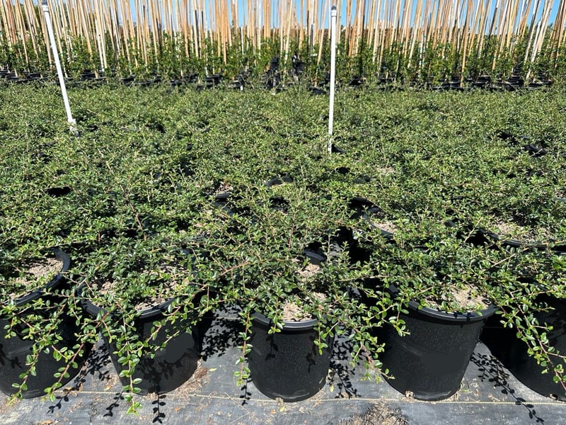 Photo for Cotoneaster dammeri (Bearberry)
