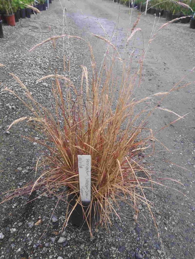 Photo for Pennisetum 'Eaton Canyon' (Dwarf Red Fountain Grass)