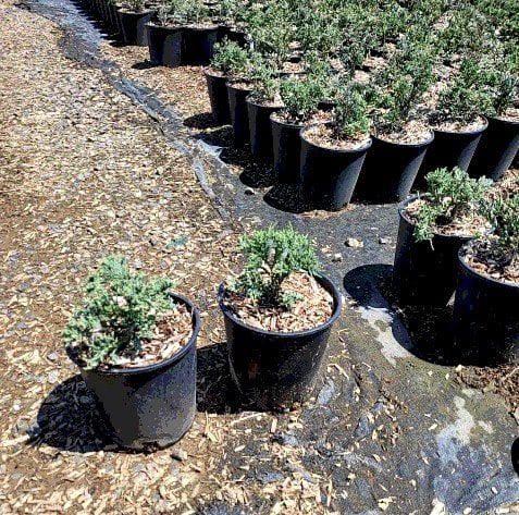 Photo for Juniperus horizontalis 'Wiltonii' ('Blue Rug') (Blue Carpet Juniper)