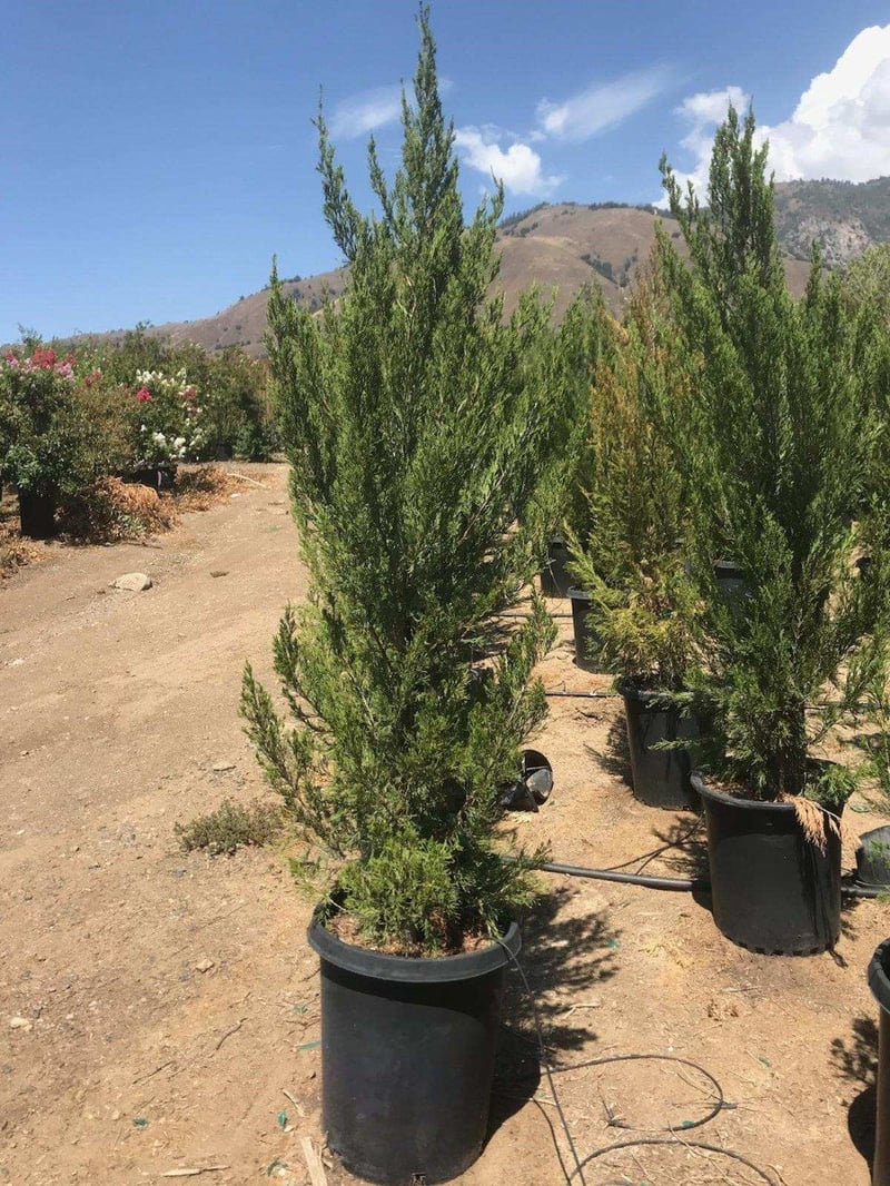 Photo for Juniperus chinensis 'Spartan' (Spartan Chinese Juniper)