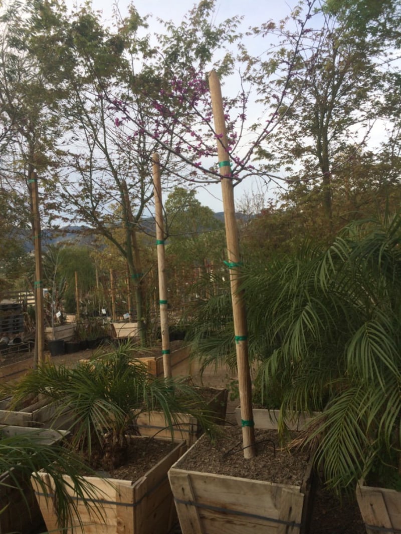 Photo for Cercis occidentalis (Western Redbud)