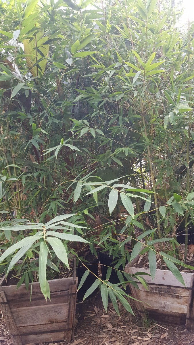Photo for Bambusa oldhamii (Giant Timber Bamboo)