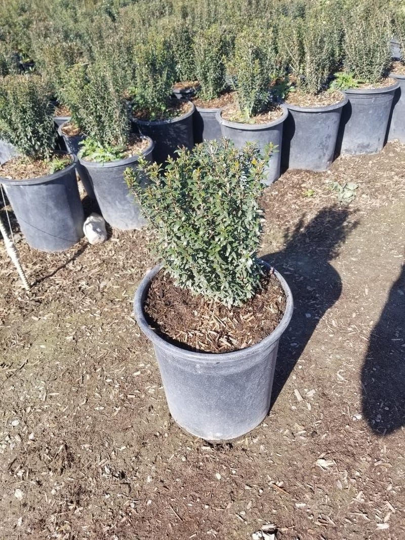 Photo for Myrtus communis 'Compacta' (Dwarf Myrtle)