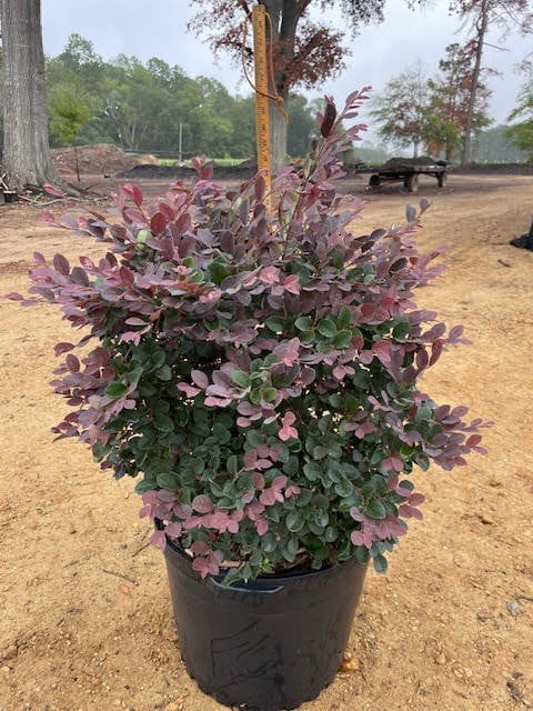 Photo for Loropetalum chinense (Fringe Flower)