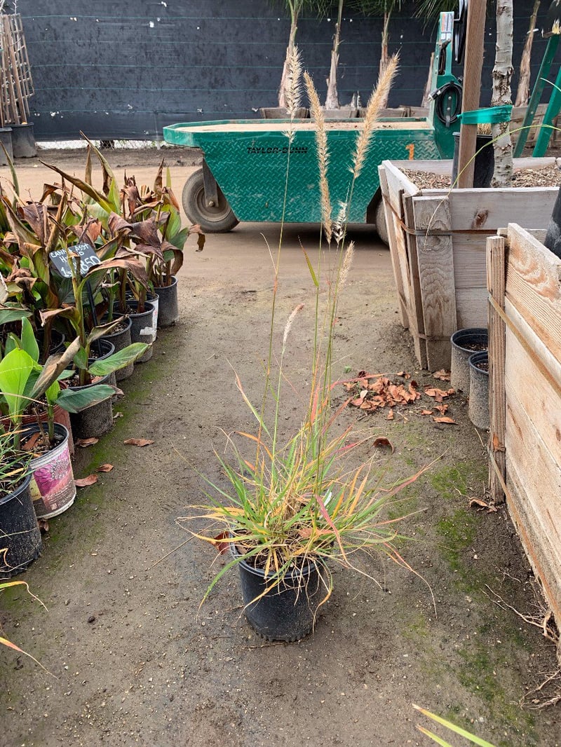 Photo for Pennisetum 'Fairy Tails' (Evergreen Fountain Grass)