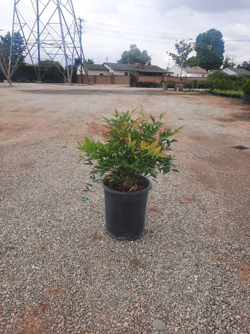 Photo for Nandina domestica (Heavenly Bamboo, Sacred Bamboo)