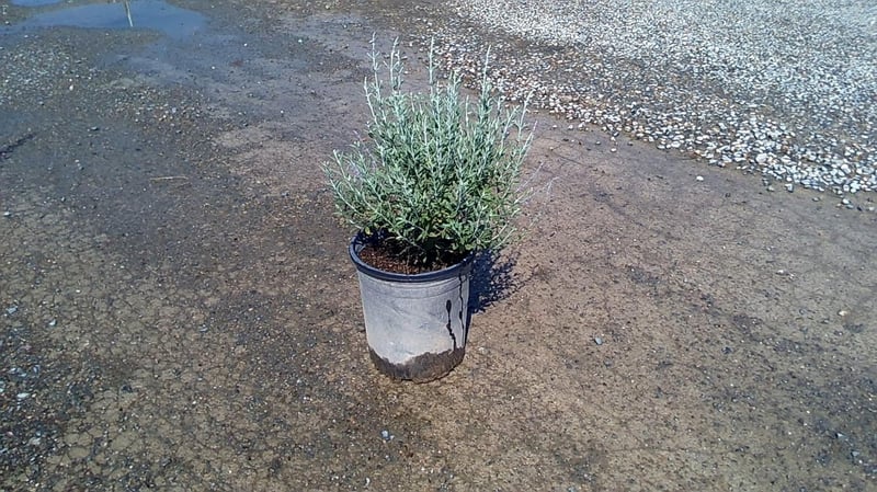 Photo for Perovskia 'Blue Spire' (Blue Spire Russian Sage)