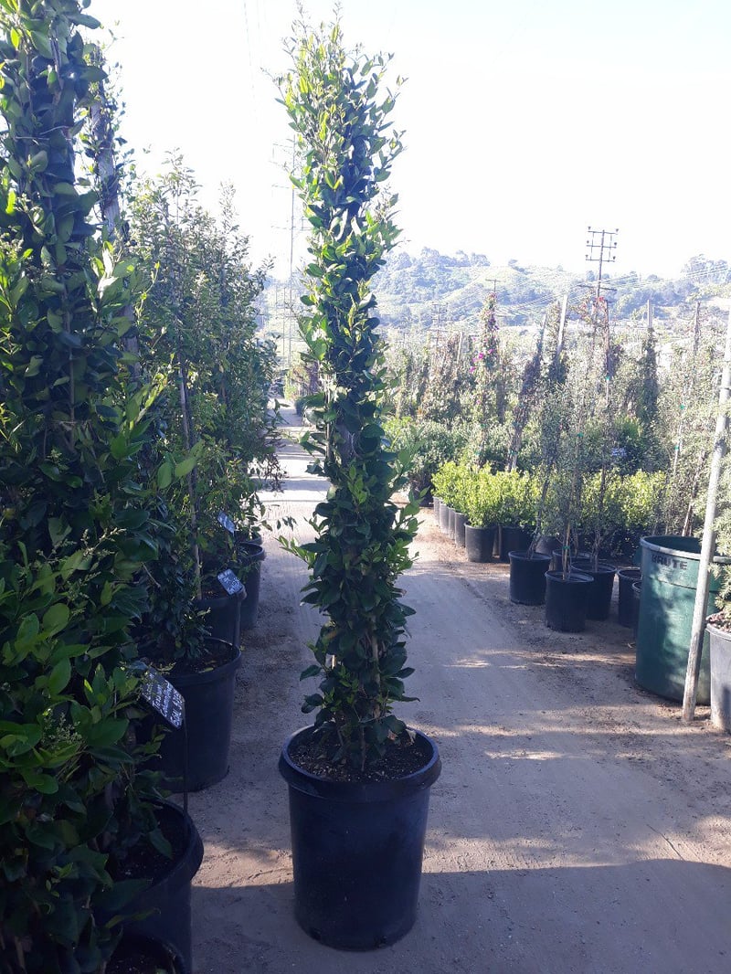 Photo for Ligustrum japonicum 'Texanum' (Column) (Waxleaf Privet)