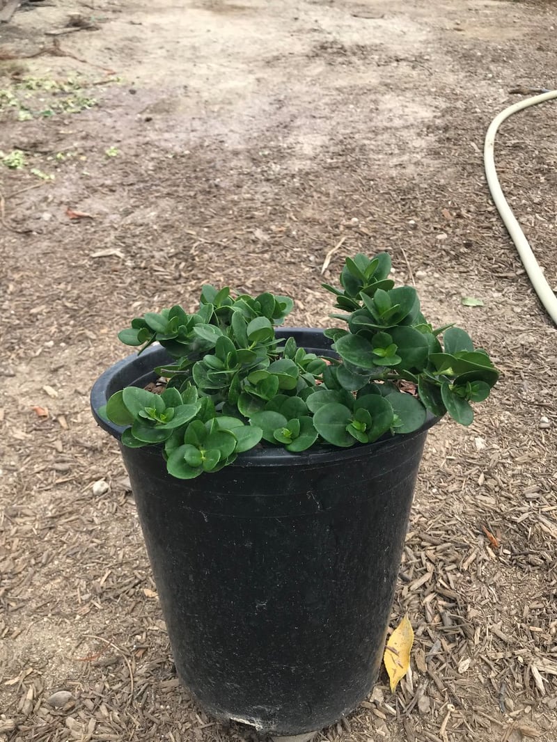 Photo for Carissa macrocarpa 'Boxwood Beauty' (Boxwood Beauty Natal Plum)