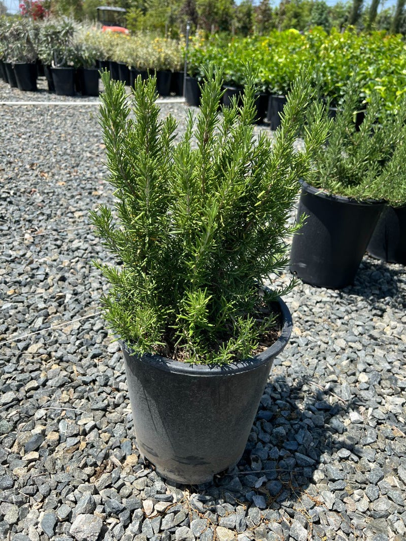 Photo for Rosemary officinalis 'Upright' (Upright Rosemary)