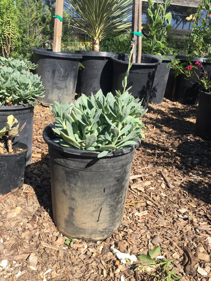 Photo for Calandrinia grandiflora (Rock Purslane)