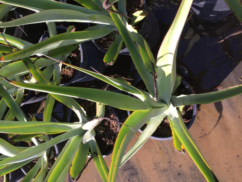 Photo for Agave vilmoriniana (Octopus Agave)