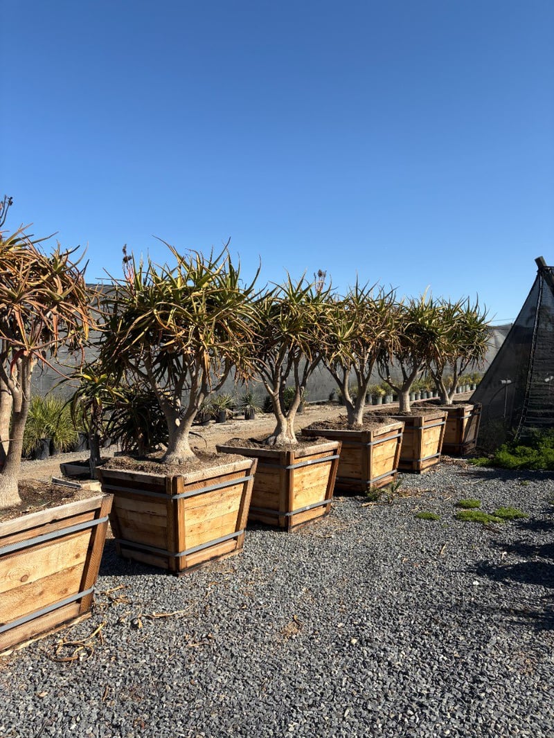 Photo for Aloe tongaensis (Medusa Tree Aloe)