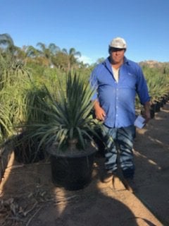 Photo for Dracaena draco (Dragon Tree)