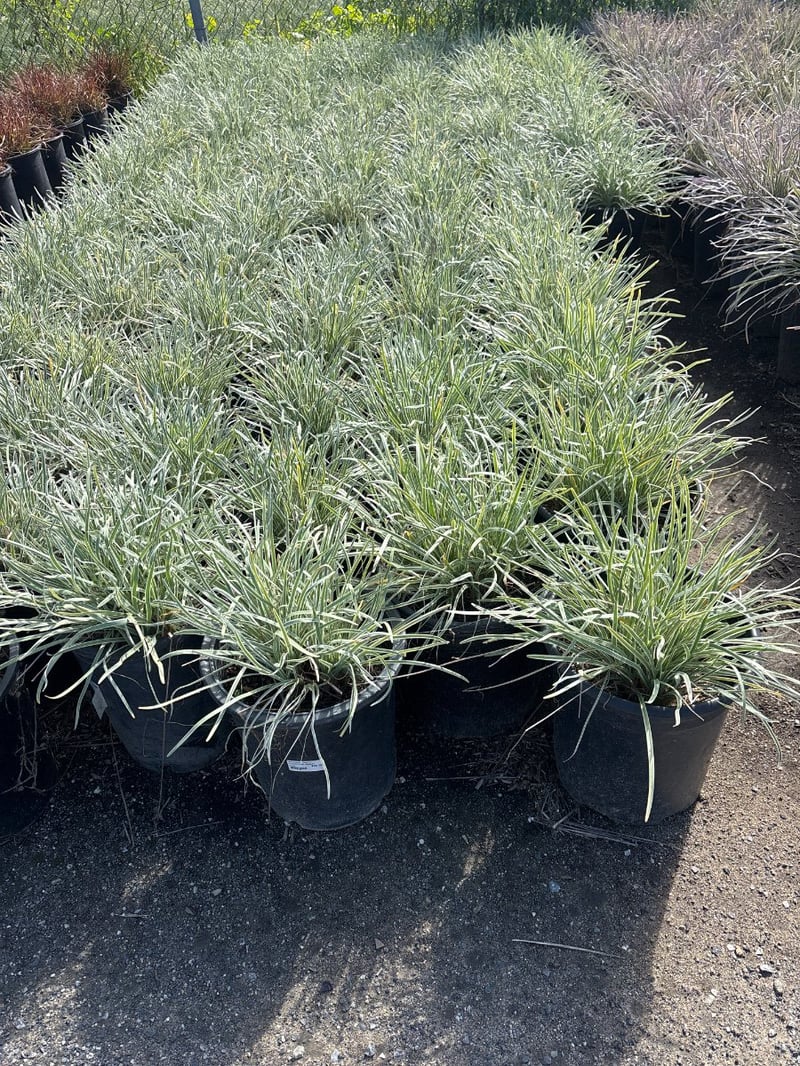 Photo for Tulbaghia violacea 'Variegata' (Society Garlic)
