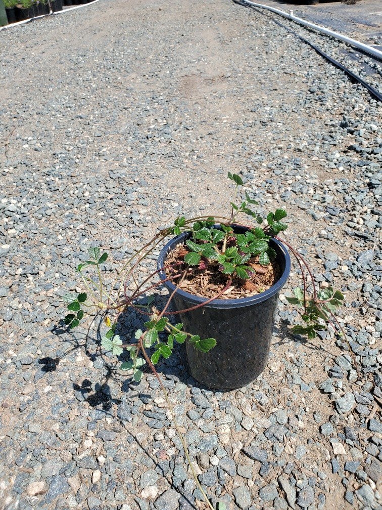 Photo for Fragaria chiloensis (Beach Strawberry)