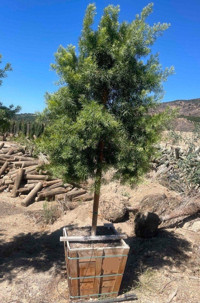 Photo for Podocarpus gracilior (Standard) (Fern Pine)