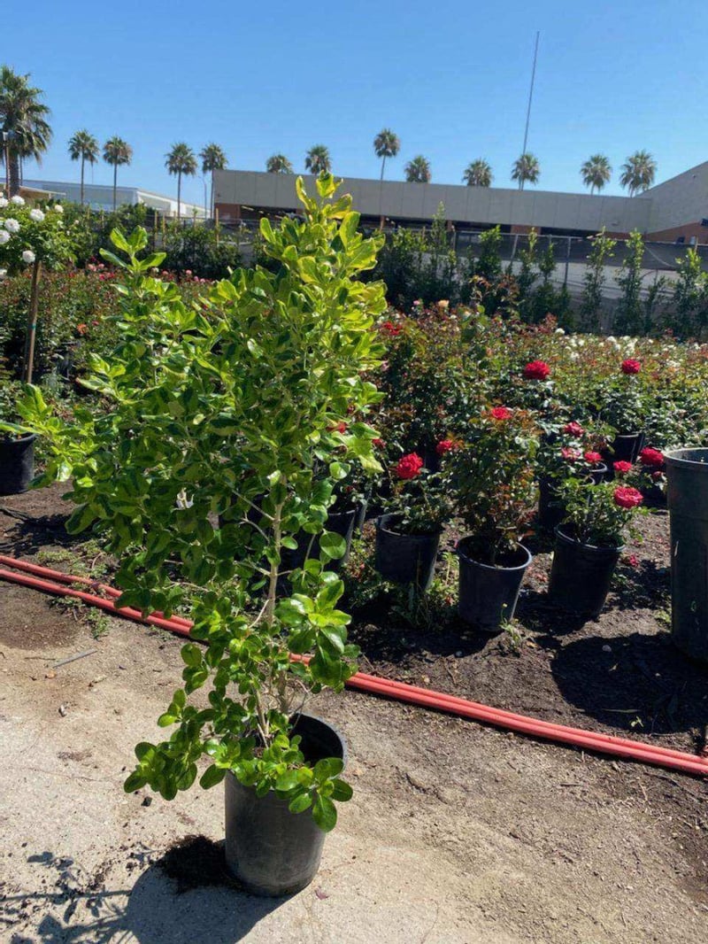 Photo for Coprosma repens 'Taupata Gold' (Gold Splash Mirror Plant)