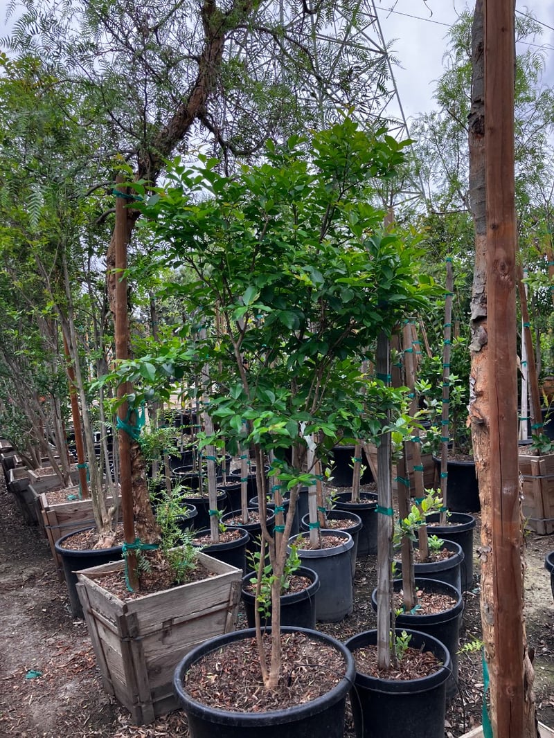 Photo for Lagerstroemia indica 'Muskogee' (Multi) (Muskogee Crape Myrtle)