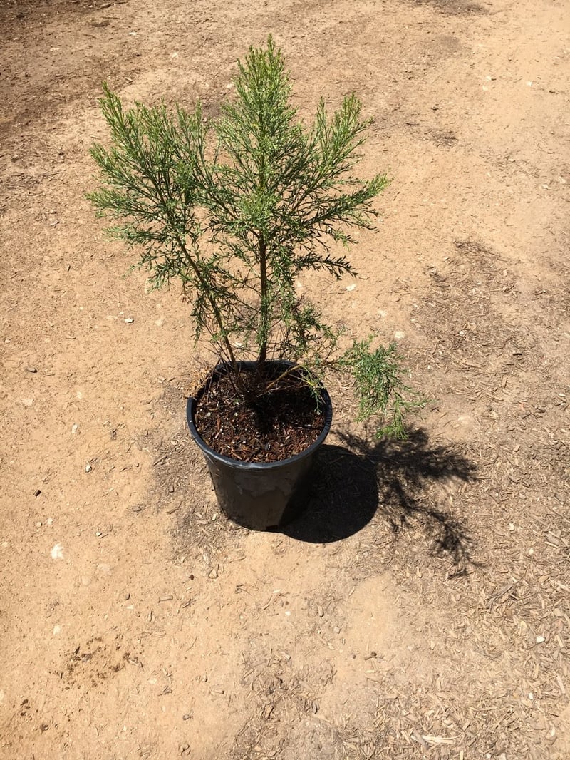 Photo for Baccharis hybrid 'Starn' (Thompson Desert Broom)