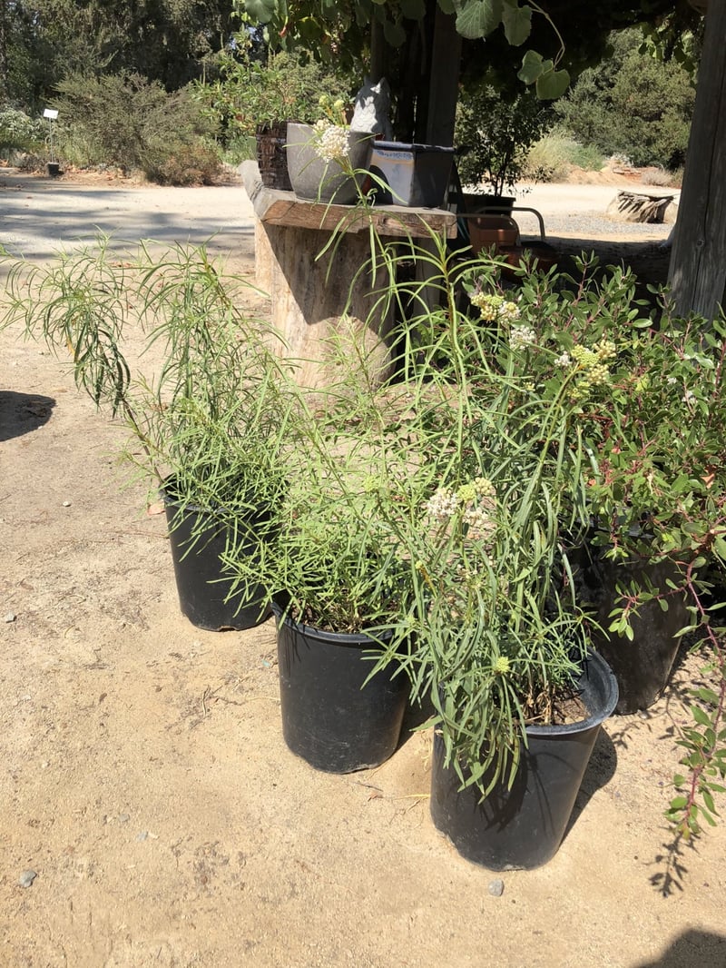 Photo for Asclepias (Any variety) (Milkweed, Butterflyweed)