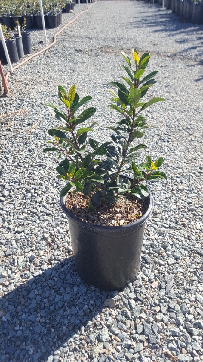 Photo for Heteromeles arbutifolia (Standard) (Toyon)