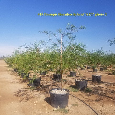 Photo for Prosopis Thornless Hybrid ‘AZT’ (AZT Thornless Mesquite)