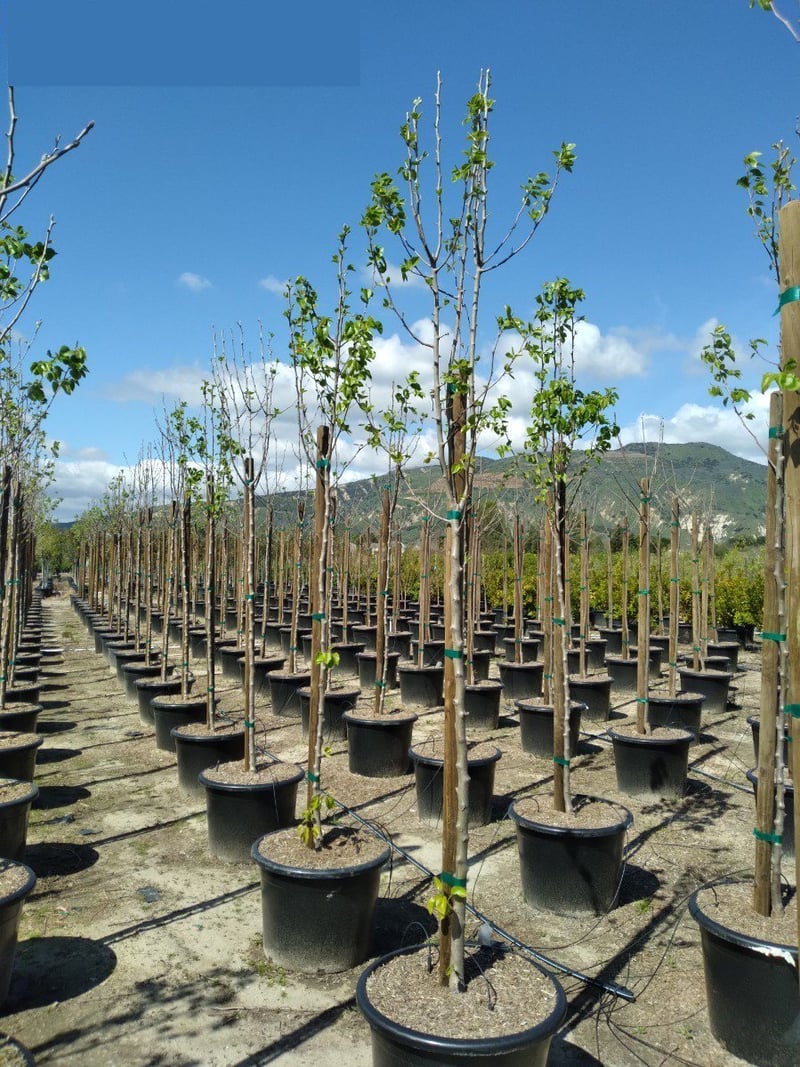 Photo for Pyrus calleryana 'Bradford' (Standard) (Bradford Pear)