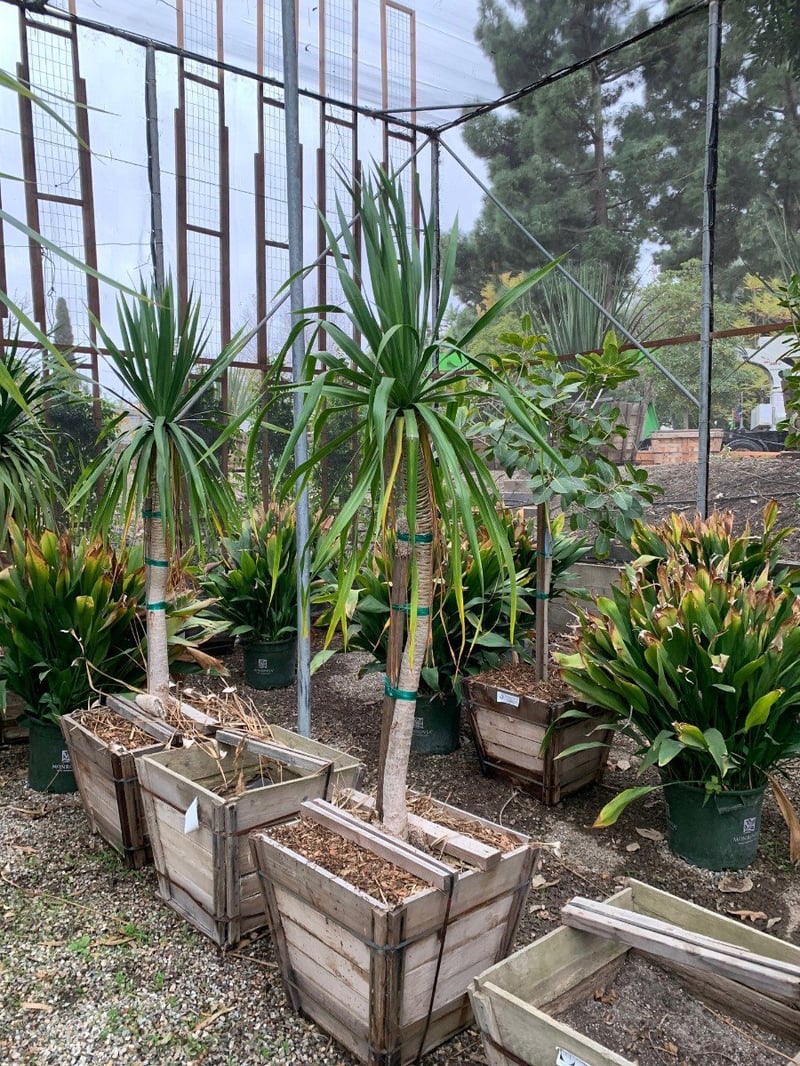 Photo for Dracaena arborea (Dragon Tree)