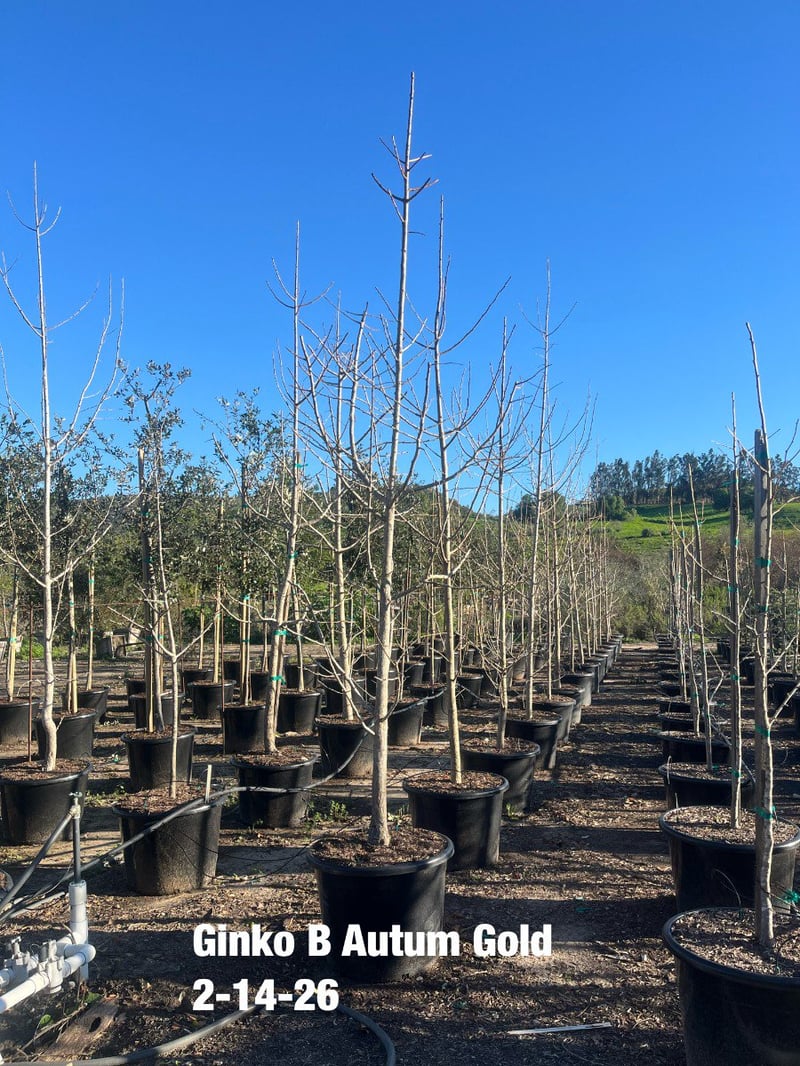 Photo for Ginkgo biloba ‘Autumn Gold' (Autumn Gold Maidenhair Tree)