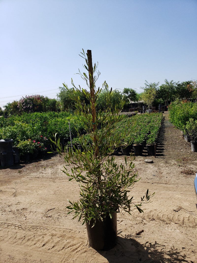 Photo for Dodonea viscosa (Hopseed Bush)