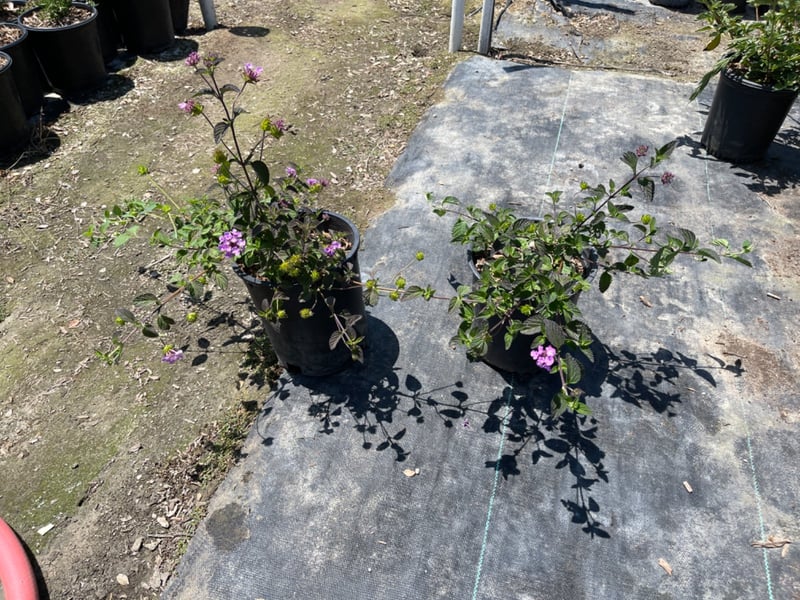 Photo for Lantana montevidensis (Purple Trailing Lantana)