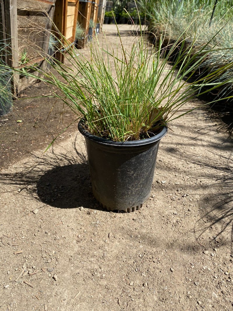 Photo for Festuca californica (California Fescue)