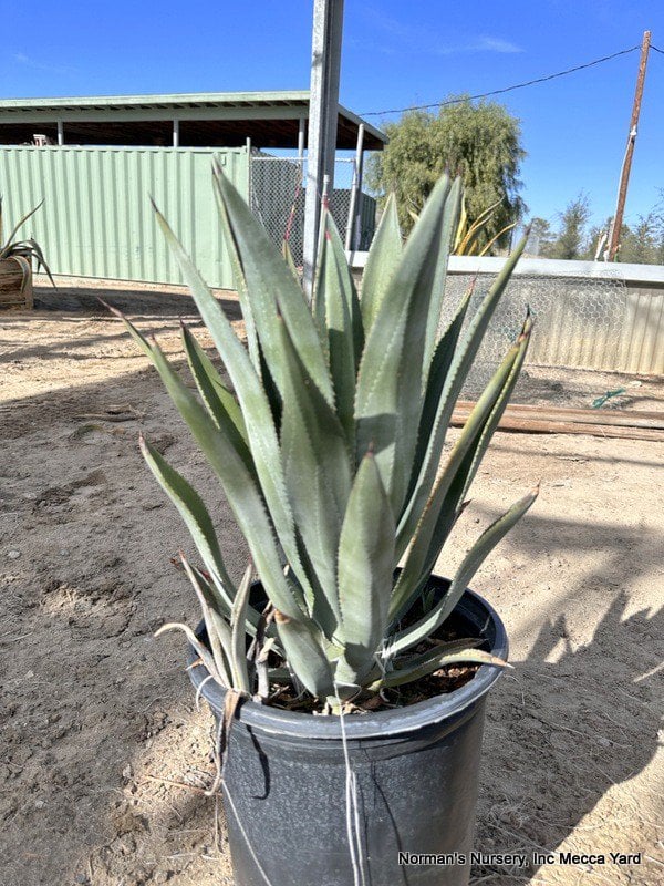 Photo for Agave murpheyi (Murphey's agave)