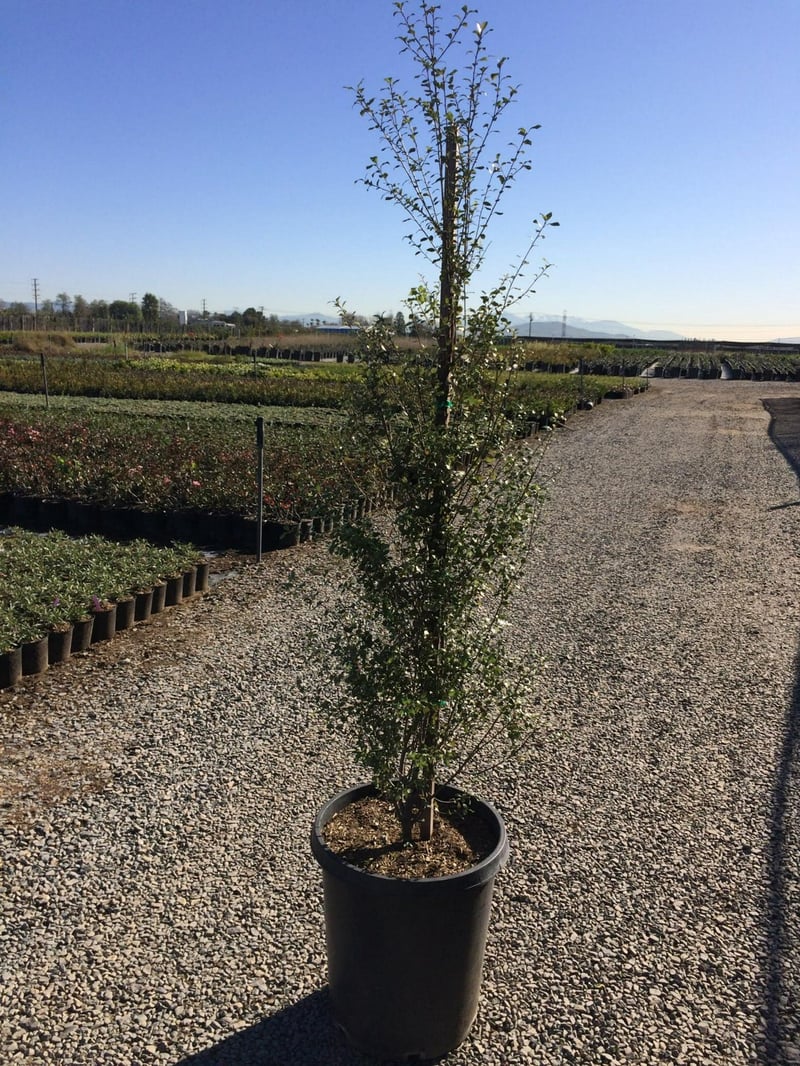 Photo for Pittosporum tenuifolium 'Silver Sheen' (Column) (Silver Sheen Kohuhu)